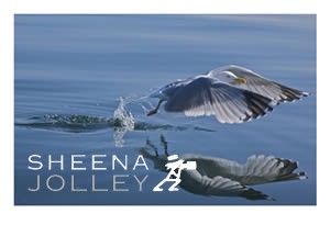  water level Herring Gull  commonest gull  sea  Reflection  Ireland photograph Perfection on Reflection (HerringGull).jpg Perfection on Reflection (HerringGull).jpg Perfection on Reflection (HerringGull).jpg Perfection on Reflection (HerringGull).jpg